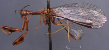 Media type: image; Entomology 10758   Aspect: habitus lateral view